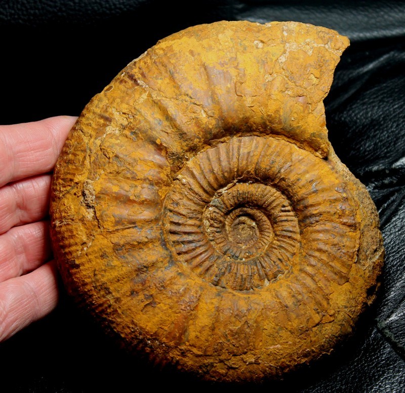 Choffatia waageni