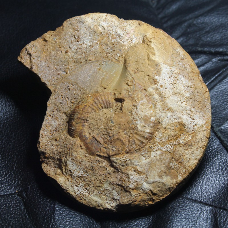 Choffatia waageni