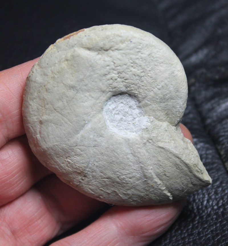 Barremites difficilis