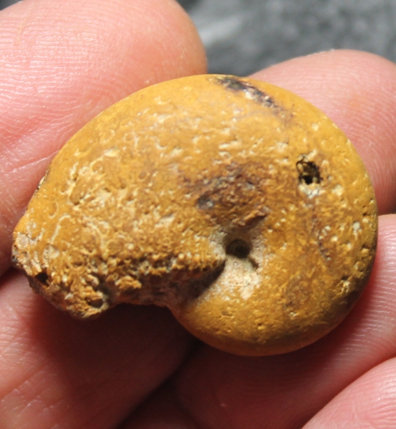 Phylloceras alpinum