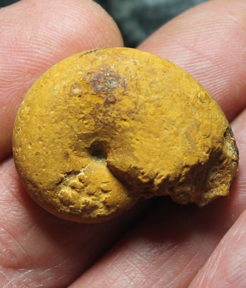 Phylloceras alpinum