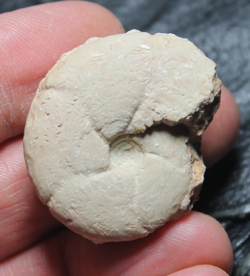 Holcophylloceras mediterraneum