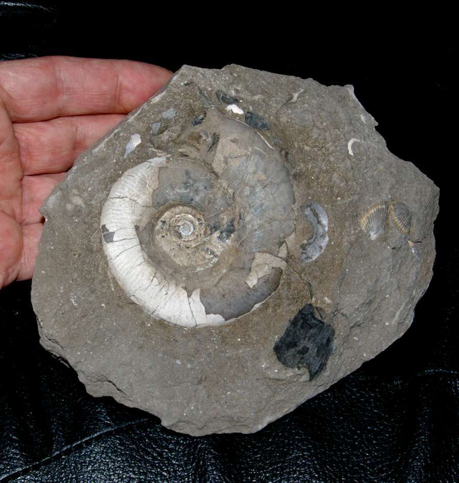 Asphinctites tenuiplicatus