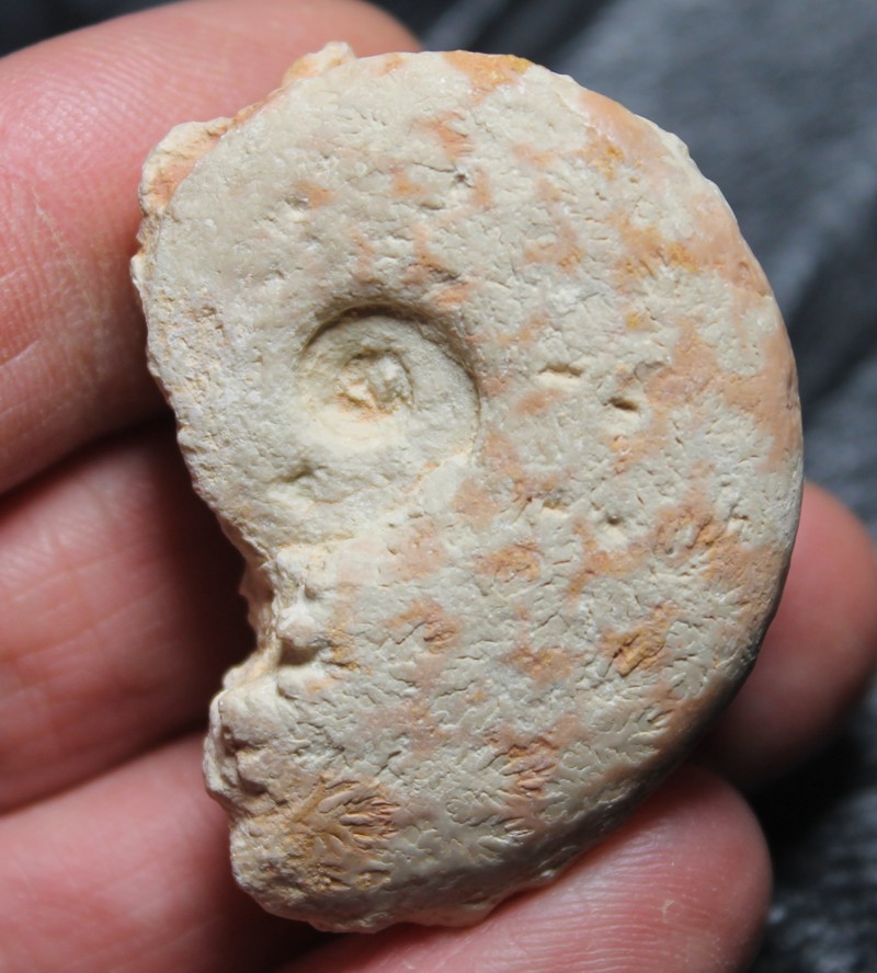 Lissoceratoides erato