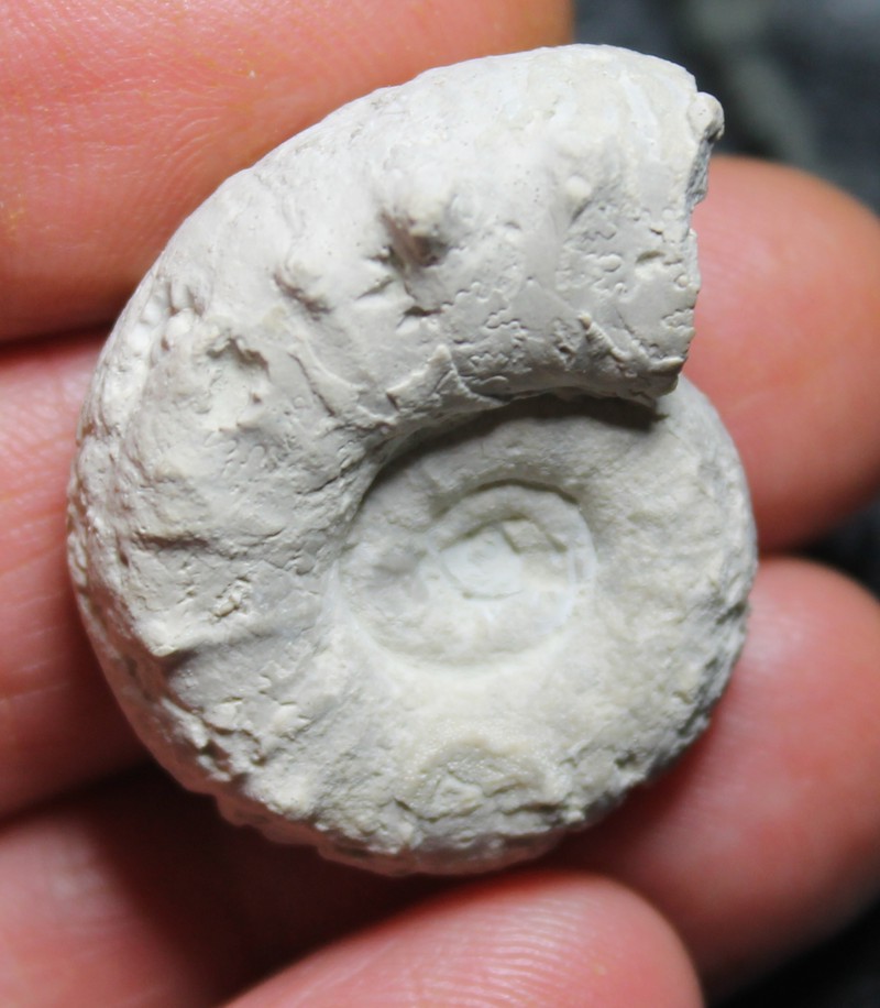 Euaspidoceras douvillei