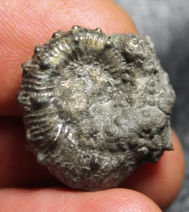 Kosmoceras amulabum