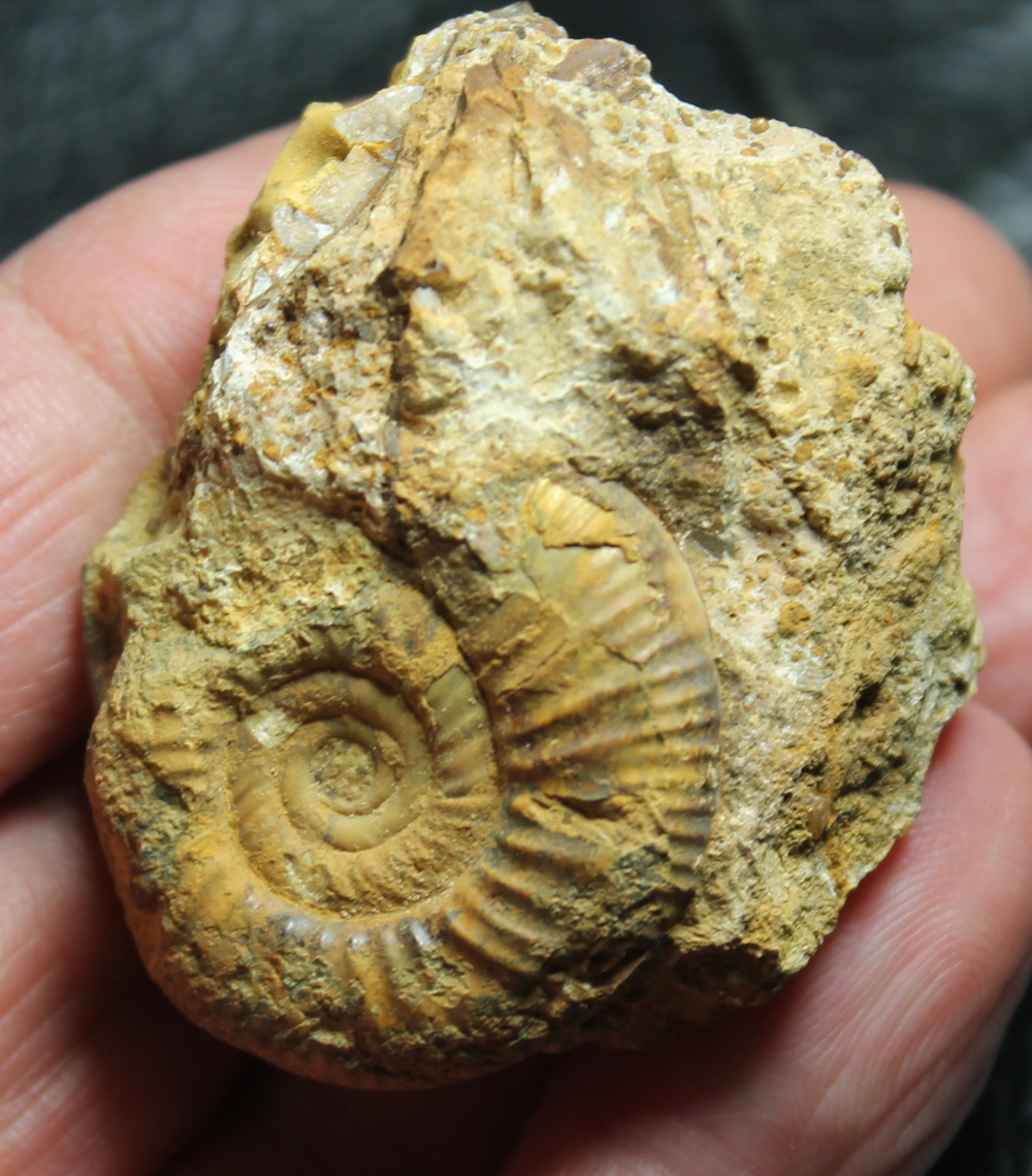 Jurassic, Callovian ammonite