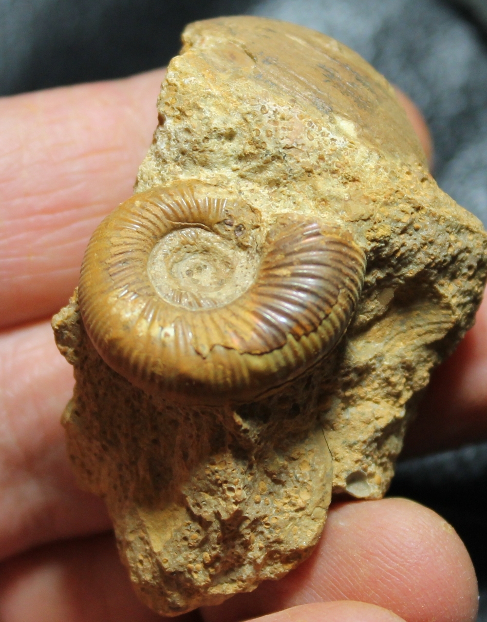 Jurassic, Callovian ammonite