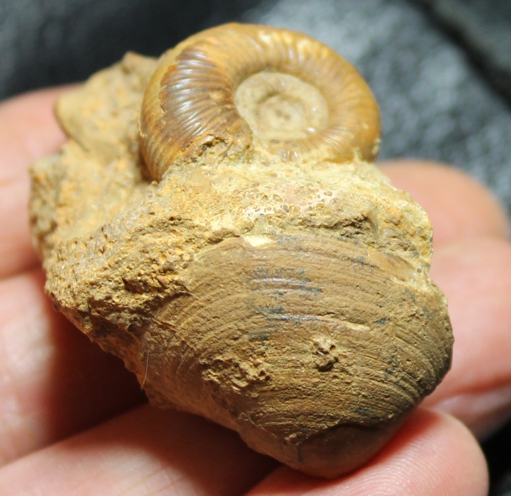 Fossil cluster
