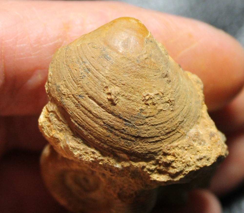 Jurassic, Callovian ammonite