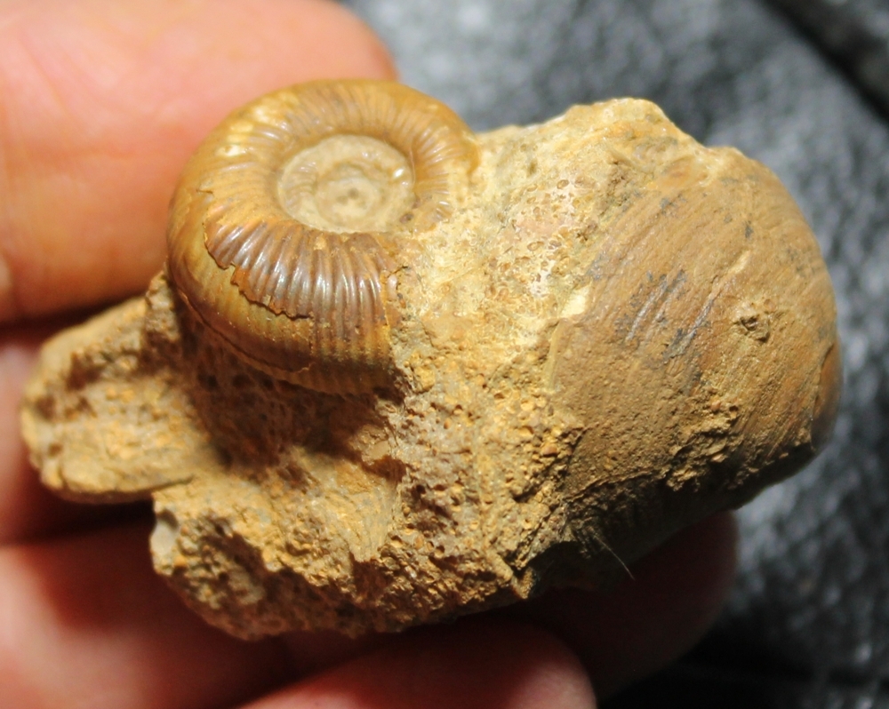 Fossil cluster