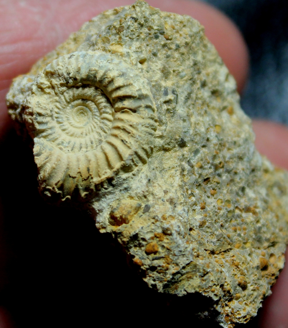 Jurassic, Callovian ammonite