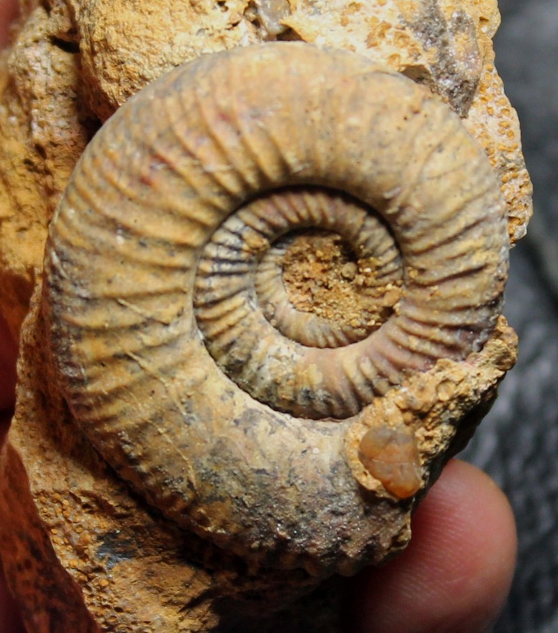 Jurassic, Callovian ammonite