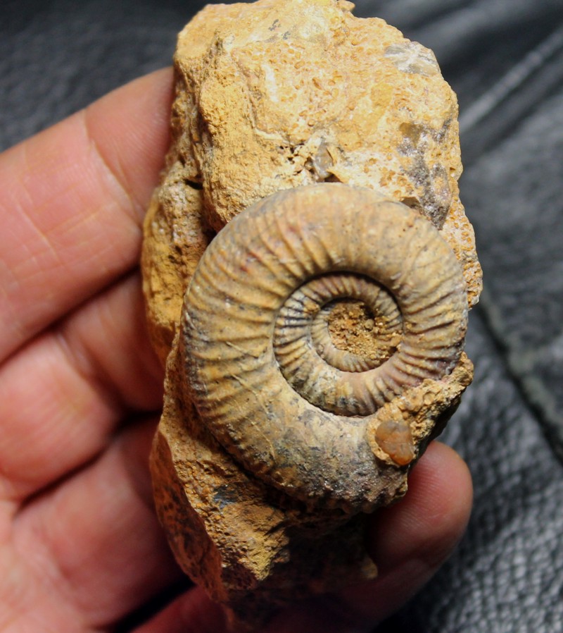 Jurassic, Callovian ammonite