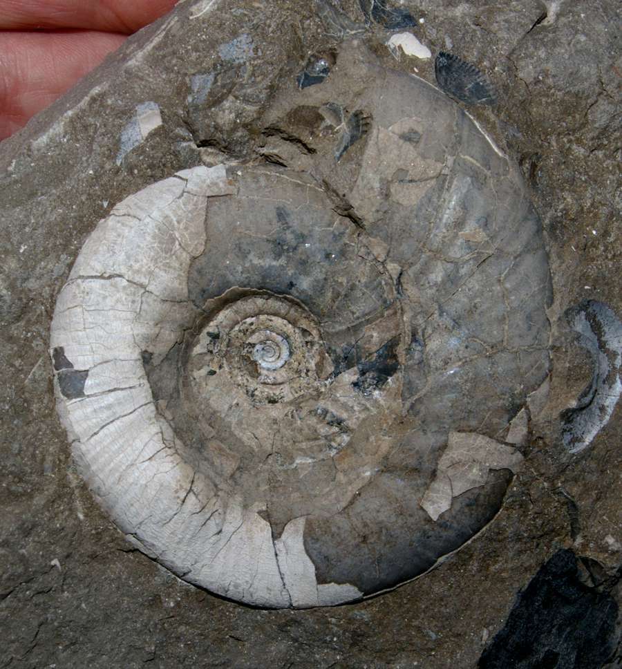 Bathonian ammonite
