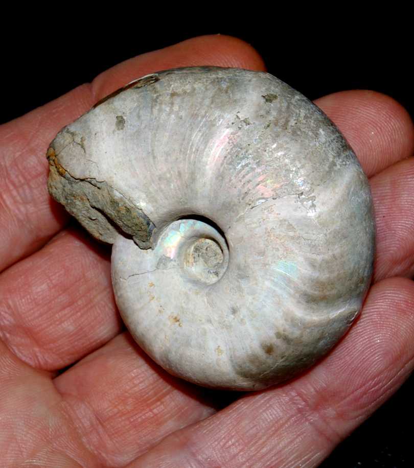 Desmoceras latidorsatum.jpg