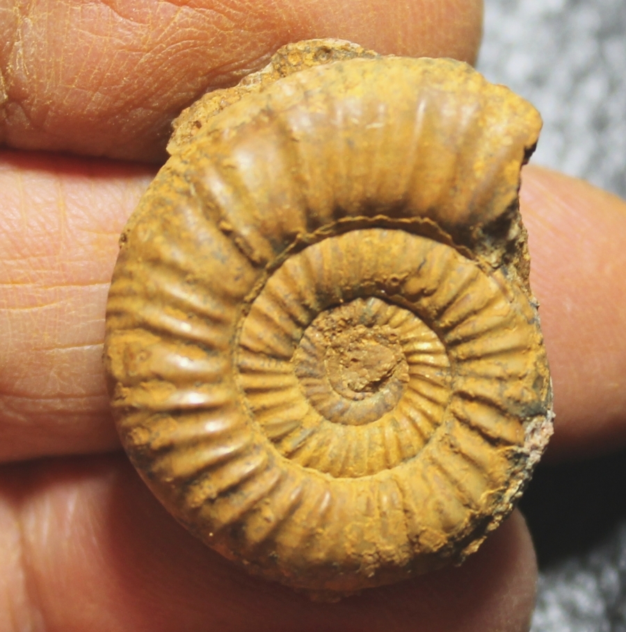 Jurassic, Callovian ammonite