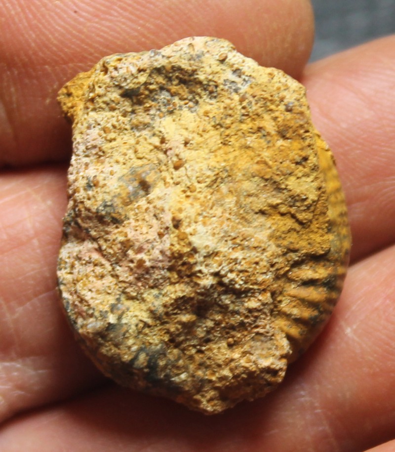 Jurassic, Callovian ammonite