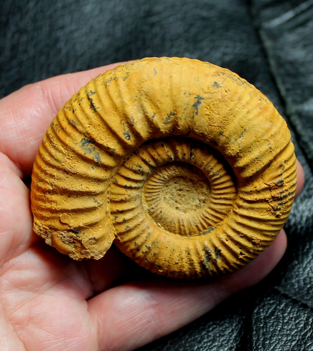  Callovian ammonite