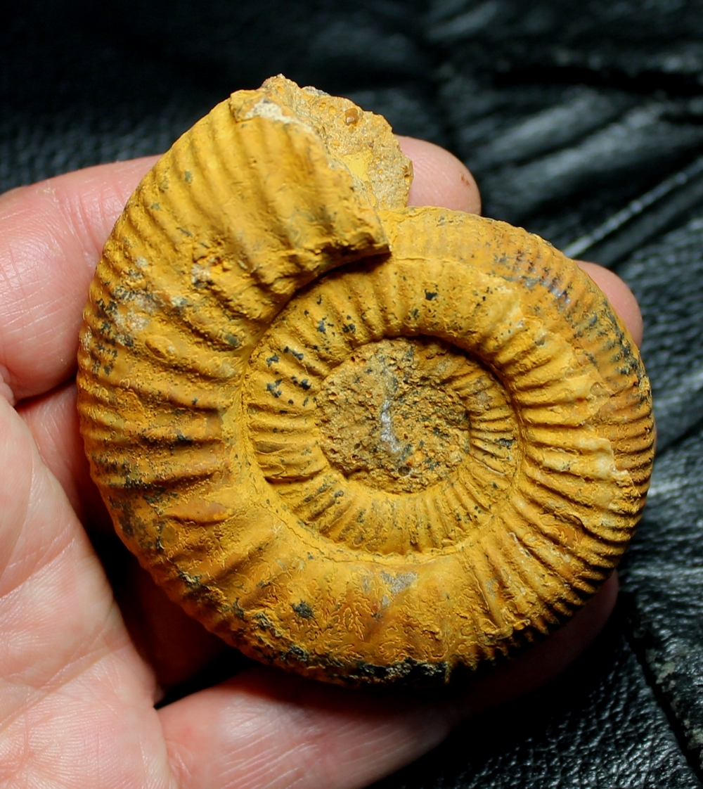 Callovian ammonite