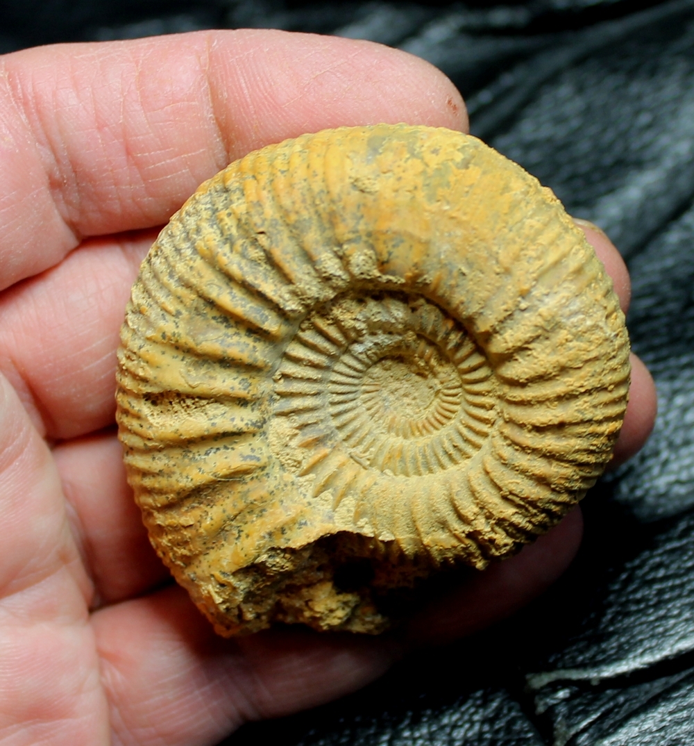  Callovian ammonite