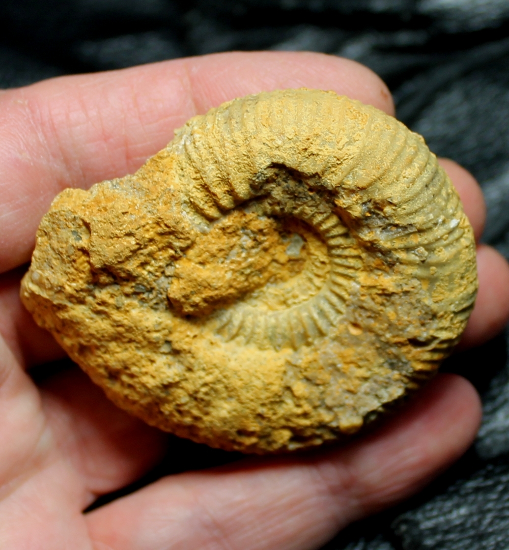 Callovian ammonite