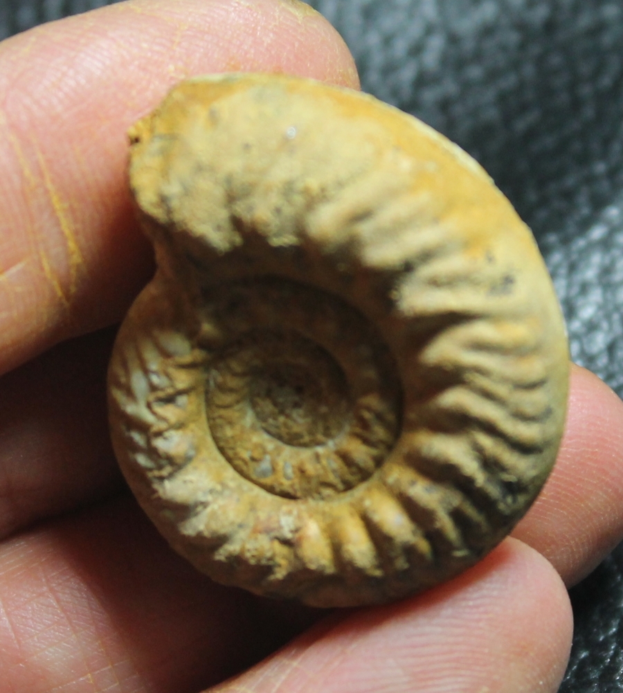 Hecticoceras krakoviense