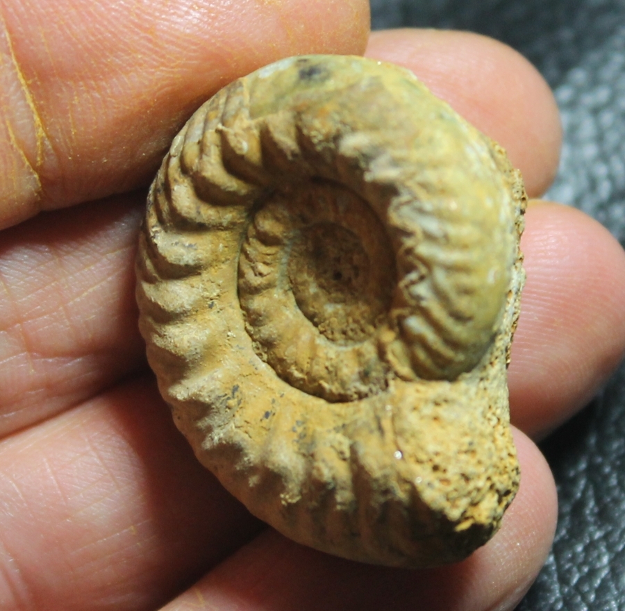 Hecticoceras krakoviense