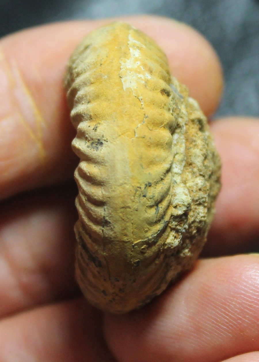 Hecticoceras krakoviense