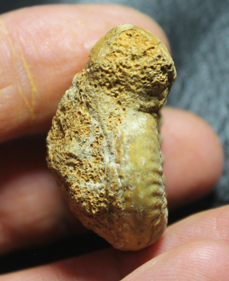 Hecticoceras krakoviense