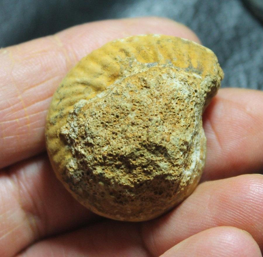 Hecticoceras krakoviense