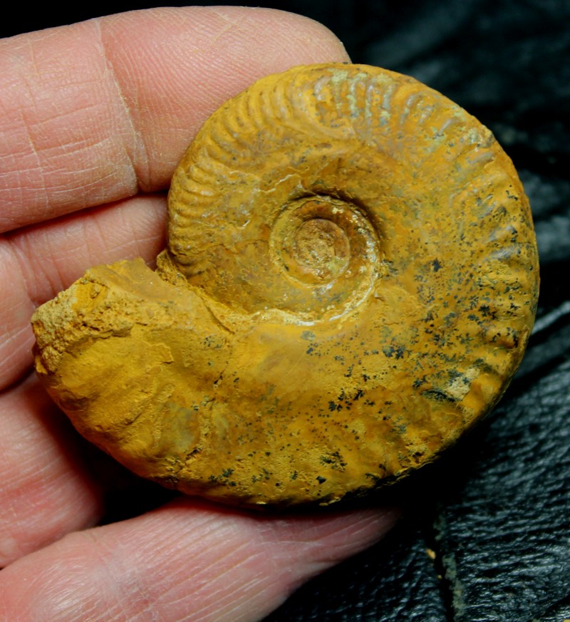 Hecticoceras lunula