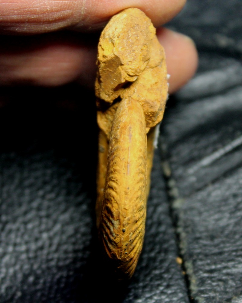 Hecticoceras lunula