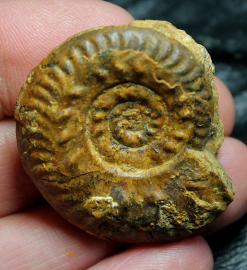 Hecticoceras metomphalum