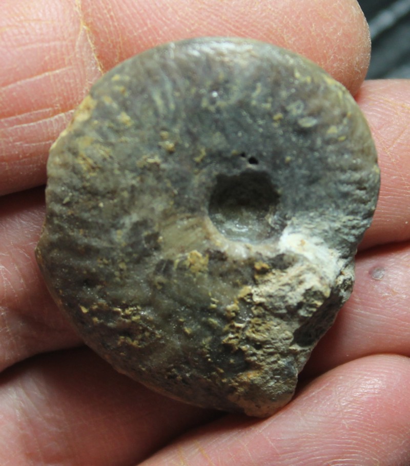 Oxycerites seebachi