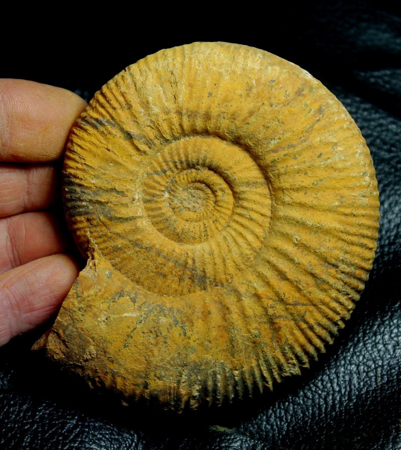 Perisphinctes 