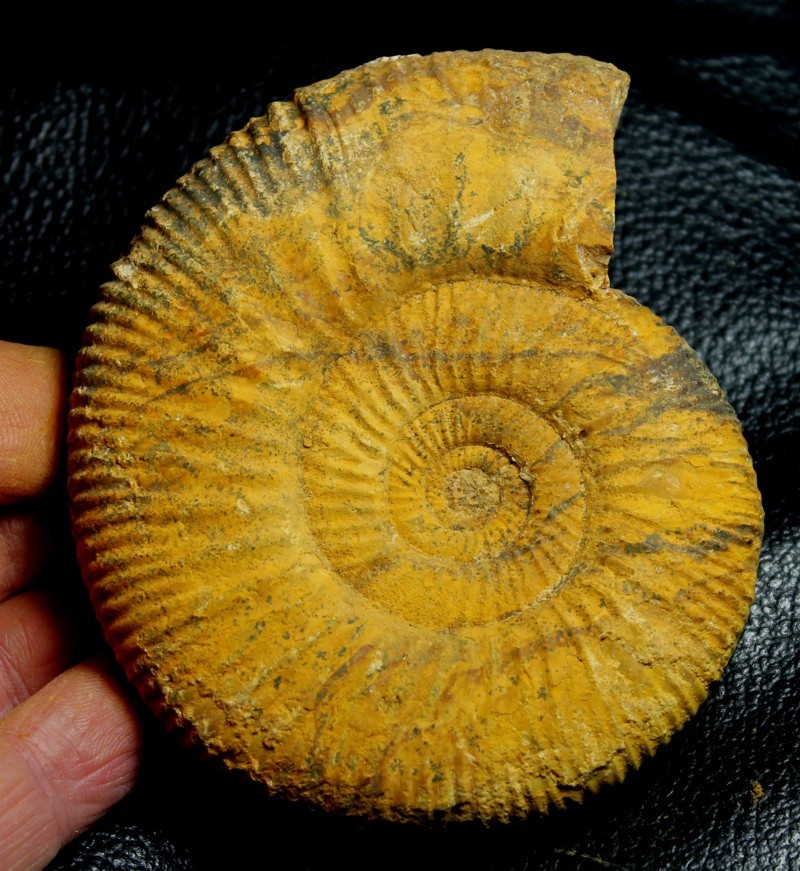Jurassic Callovian ammonite 