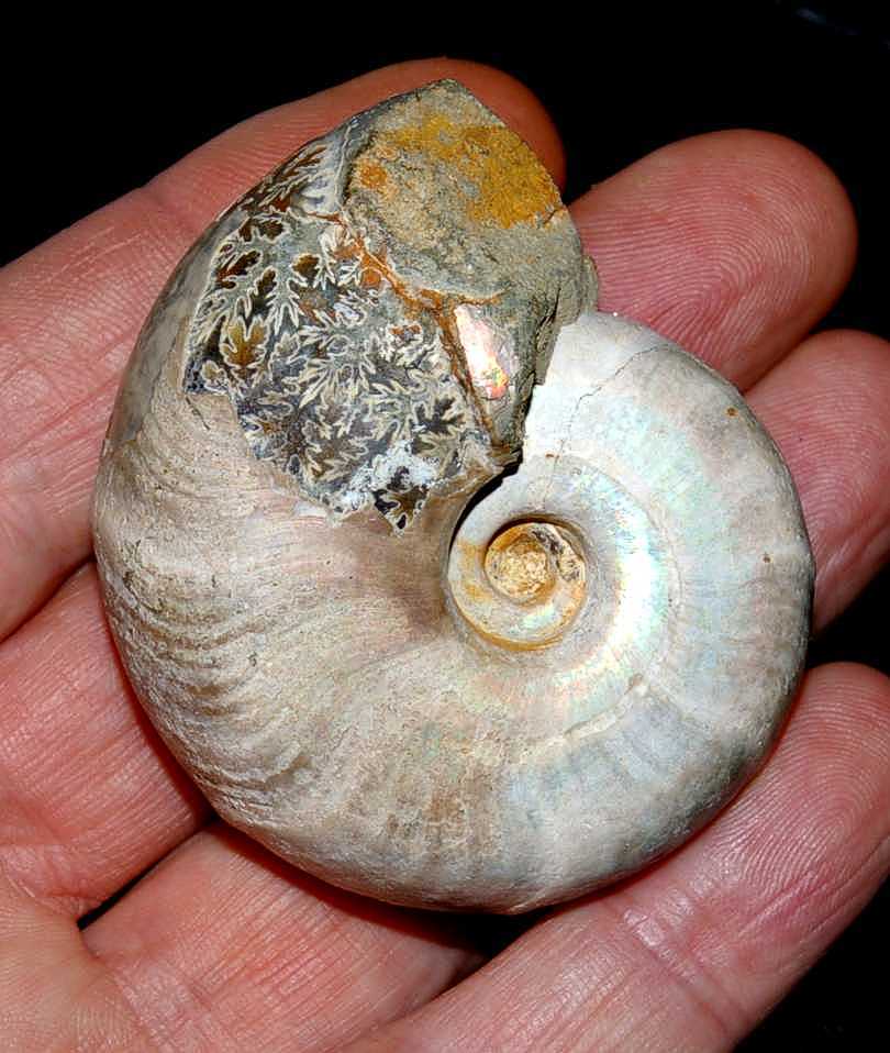 Albian ammonite.jpg