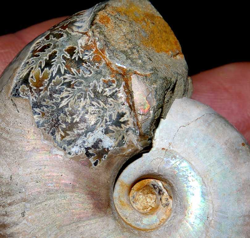 Madagascar Albian ammonite.jpg