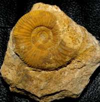Parkinsonia, ammonite