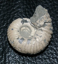  Ammoniten 