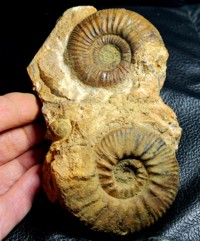  ammonite cluster