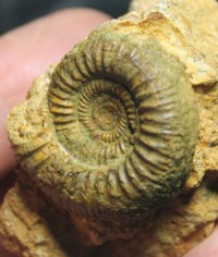  Stephanoceras, ammoniten