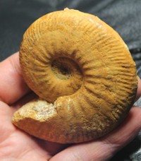 Hectioceras krakovience,  ammonite