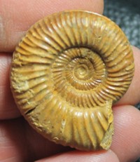  ammoniten