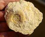  ammonite