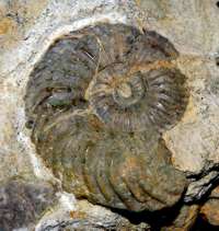 Bajocian ammonite