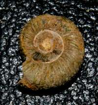 Bajocian ammonite