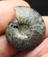 Craspedites nodiger, Ammonite