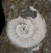ammonite Asphinctites tenuiplicatus 